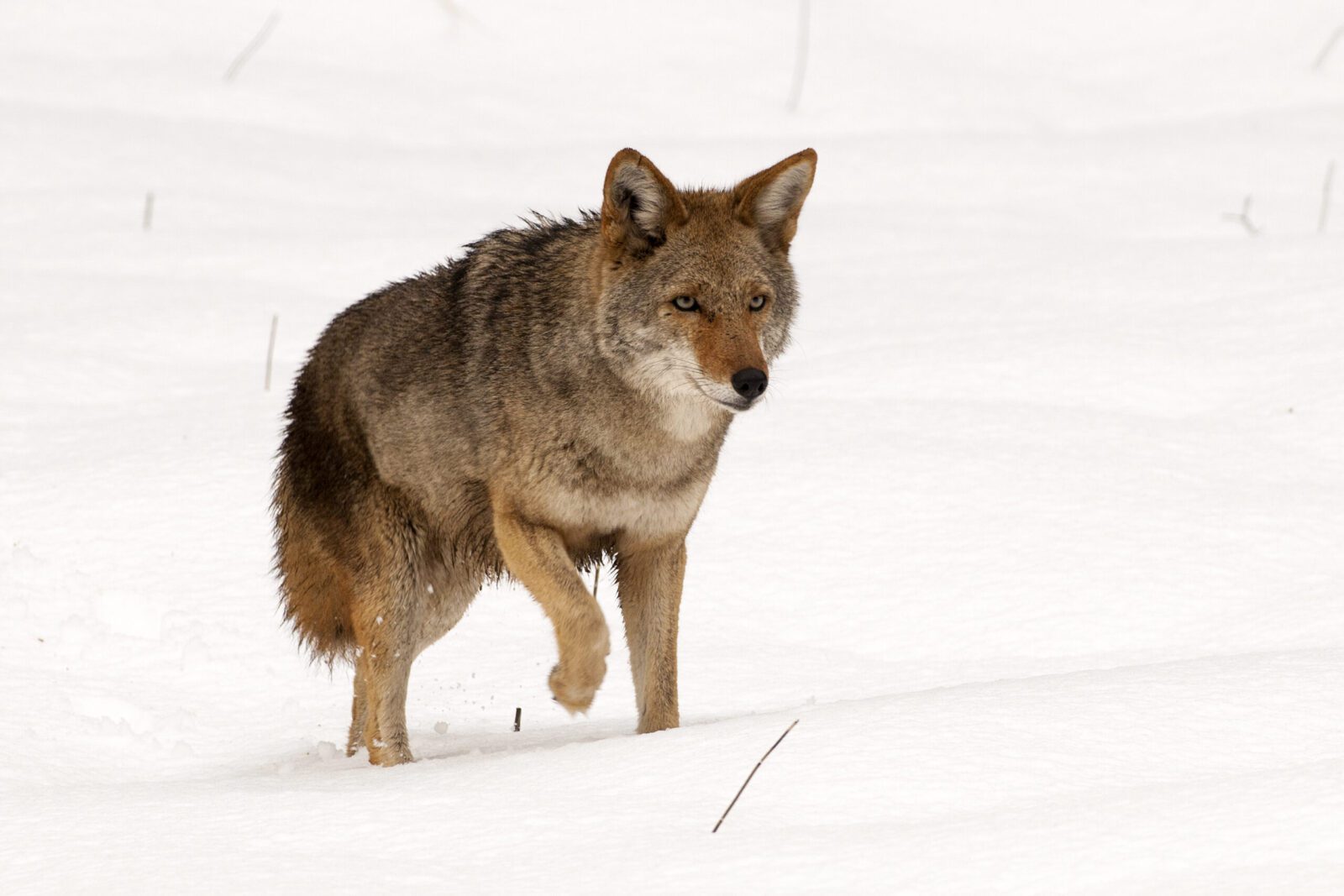 Wildlife of Jackson Hole: Coyotes