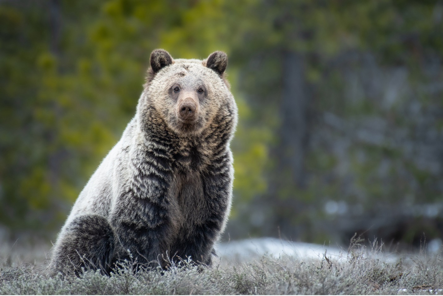 A Q&A with a Yellowstone Photographer, Part I