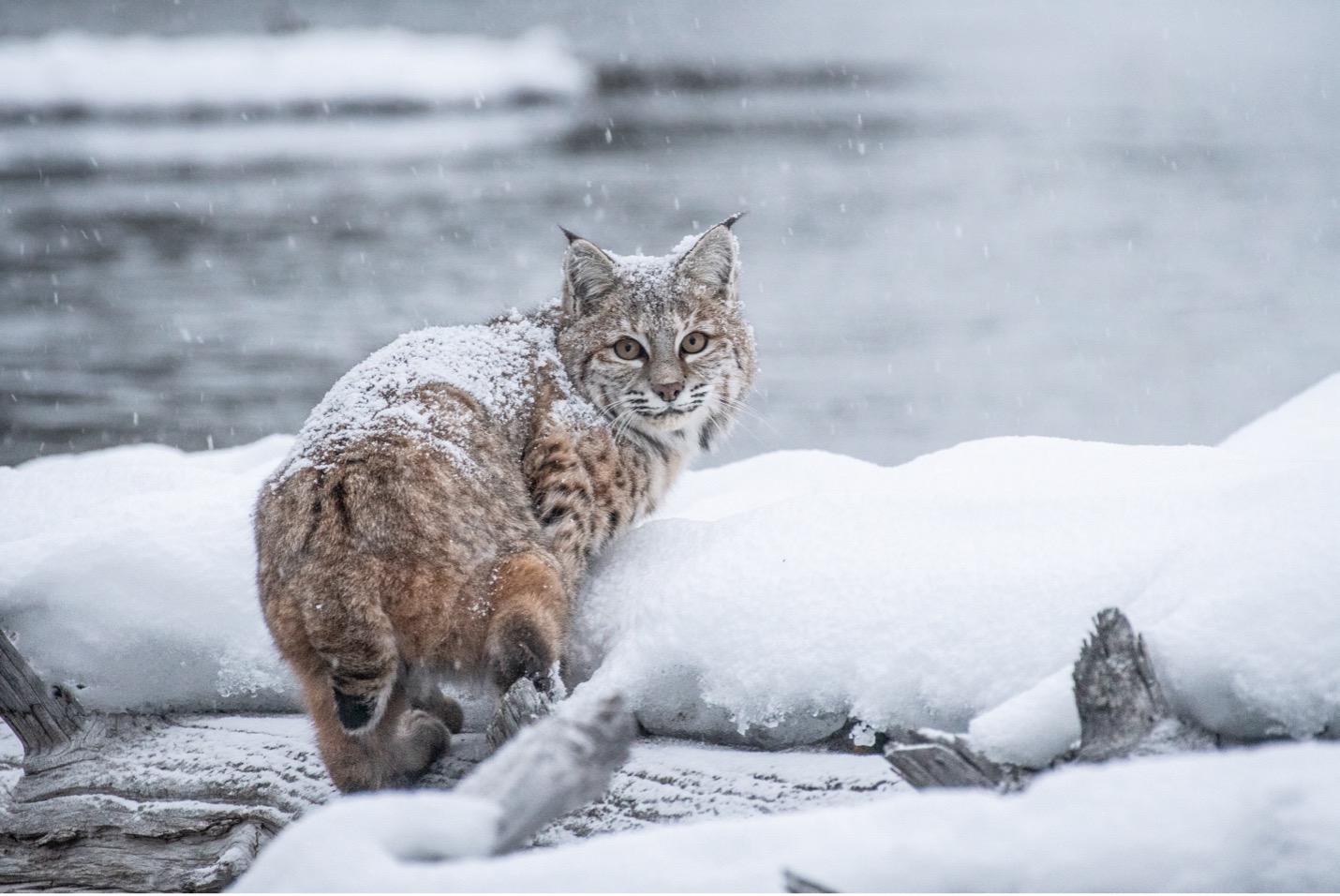 A Q&A with a Yellowstone Photographer, part 2