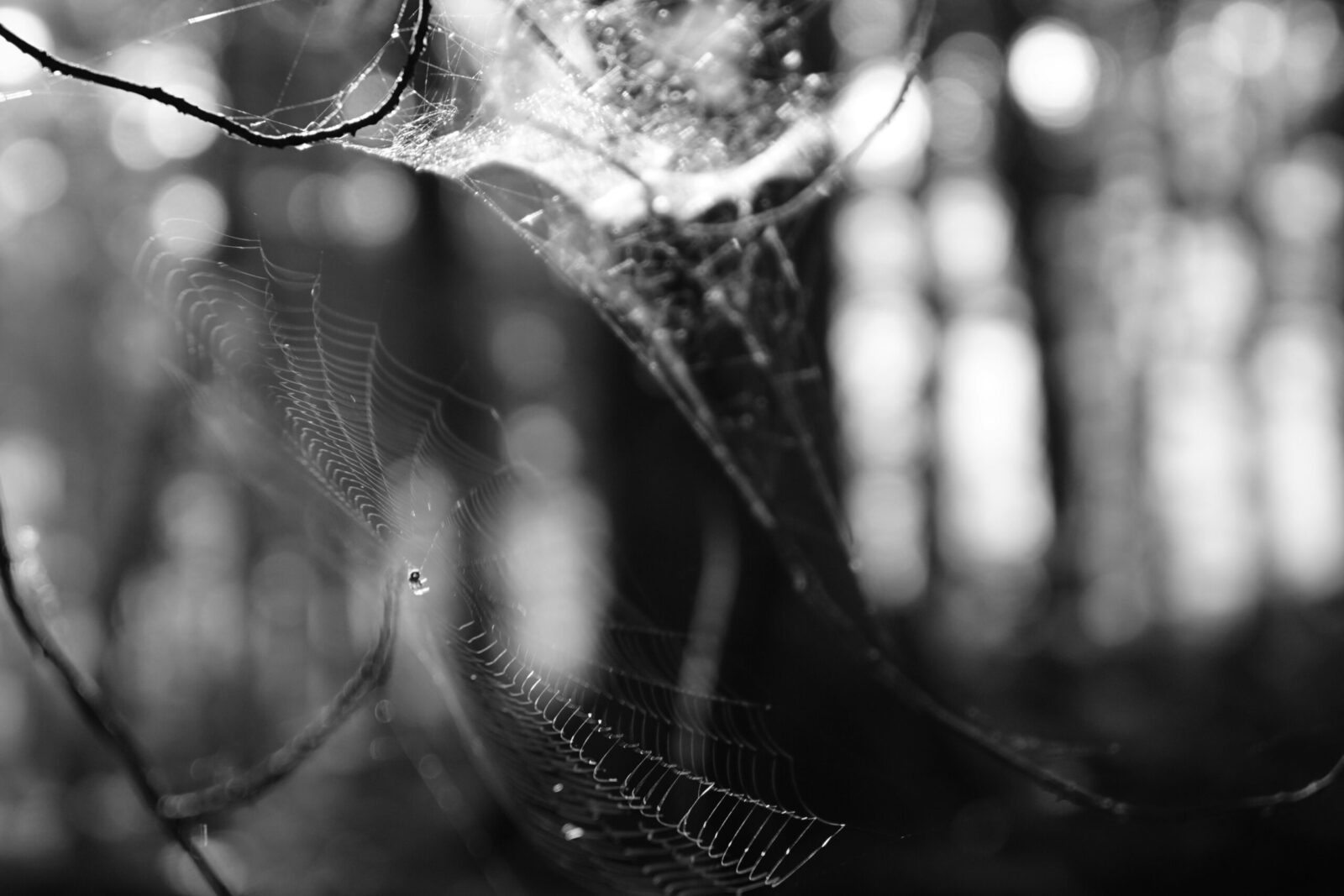 Spiders of Yellowstone