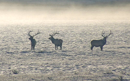 National Elk Refuge: The Return of the Elk