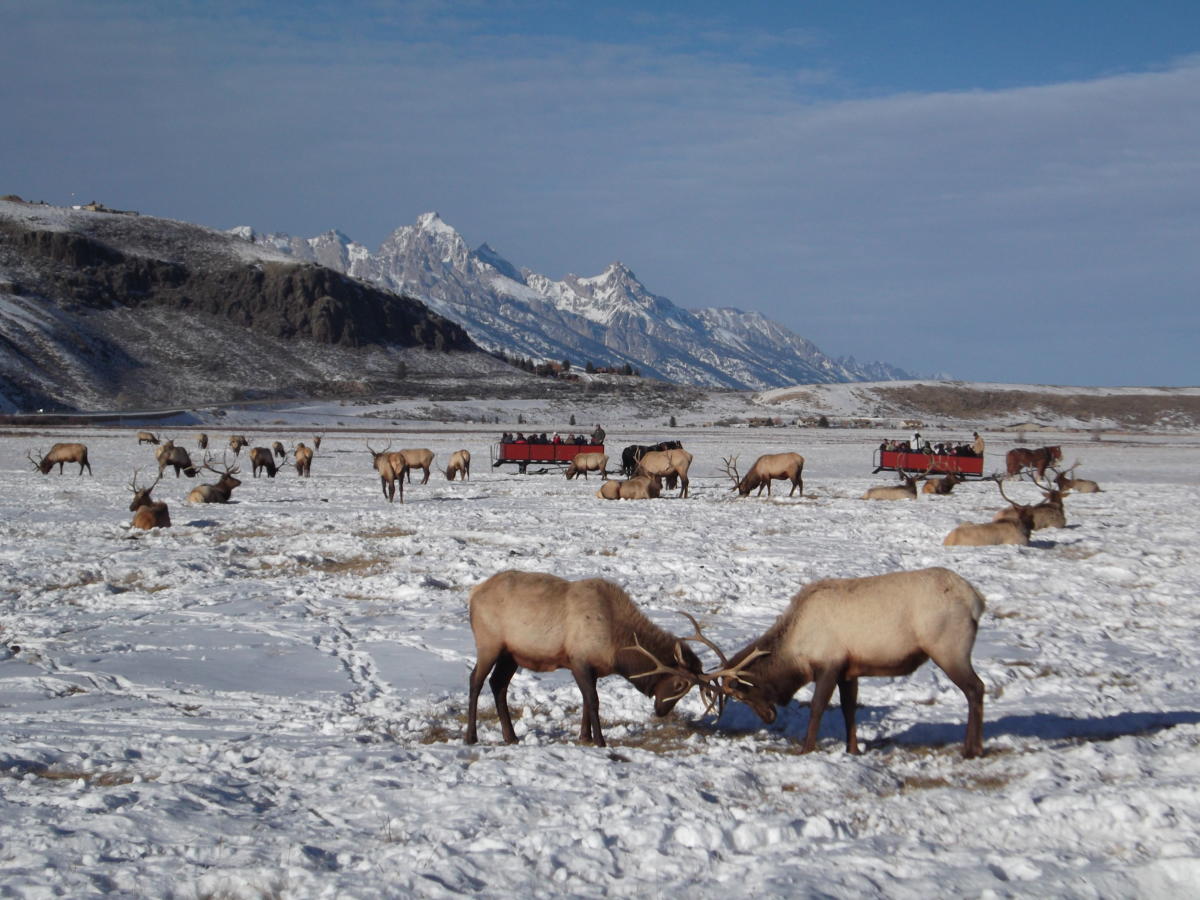 Sleigh All Day (or One Hour, at Least) with Our Elk Refuge Special!