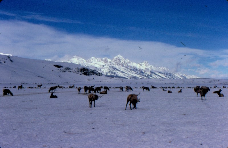 Elk, Exploration, and an Epic Upgrade: The National Elk Refuge is Getting a Makeover